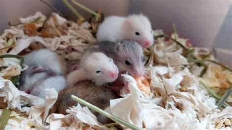 shamster|Hamster Babies Growing Up